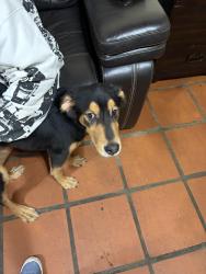 Found/Stray Female Dog last seen Beverly park, Hollywood, FL 33023
