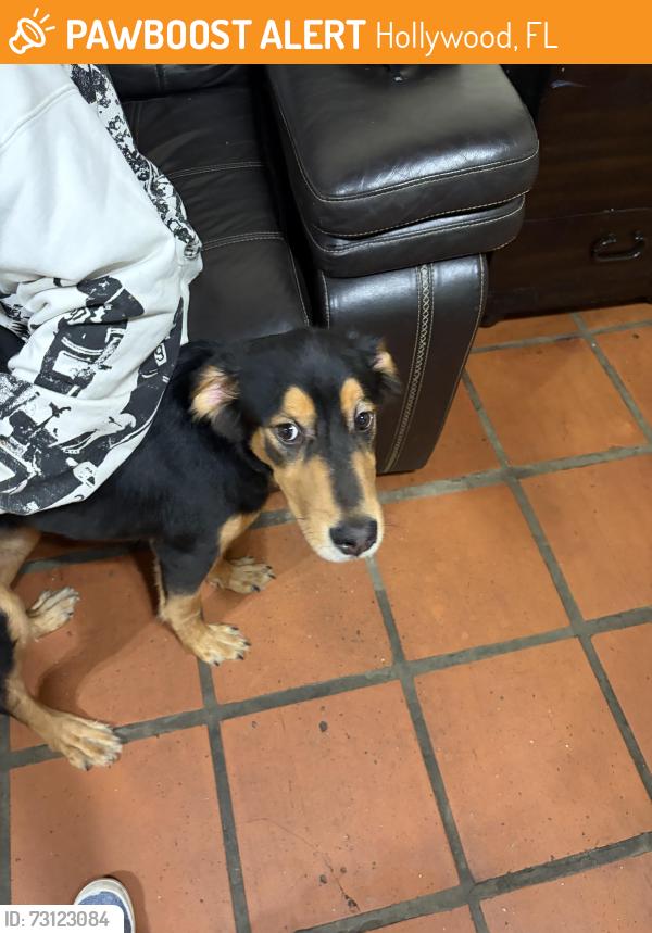 Found/Stray Female Dog last seen Beverly park, Hollywood, FL 33023
