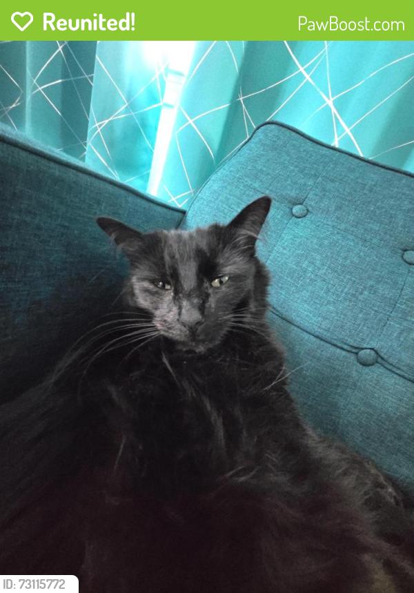 Reunited Male Cat last seen Nearest Petrovisk park, Renton, WA 98055