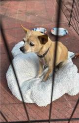 Lost Female Dog last seen East Turner road, lodi Ca, Lodi, CA 95240