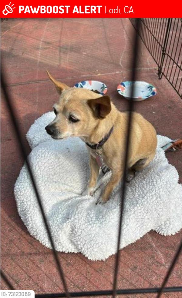 Lost Female Dog last seen East Turner road, lodi Ca, Lodi, CA 95240