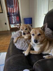 Reunited Male Dog last seen Collier park, Ramona, CA 92065