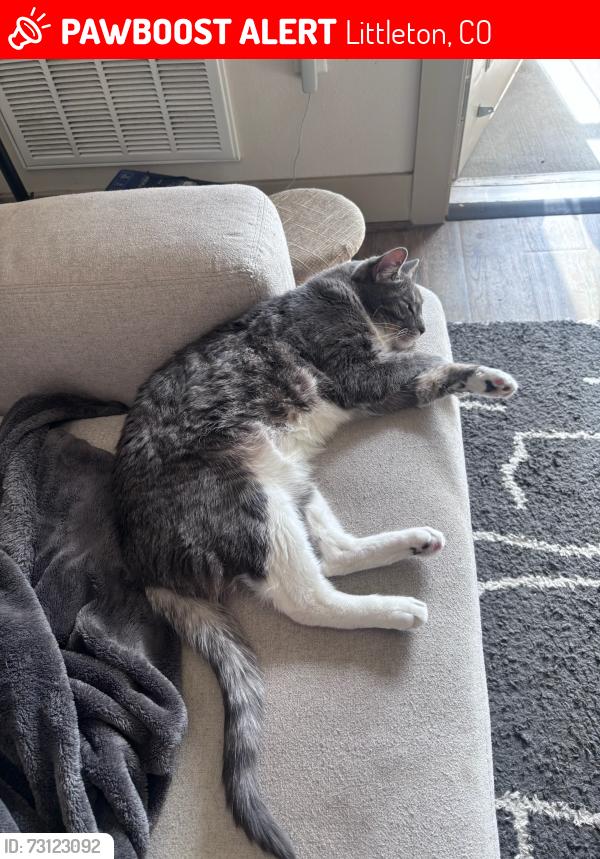 Lost Male Cat last seen Cresthill and university, Littleton, CO 80130