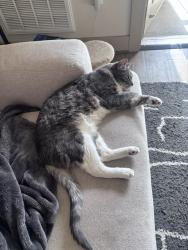 Lost Male Cat last seen Cresthill and university, Littleton, CO 80130