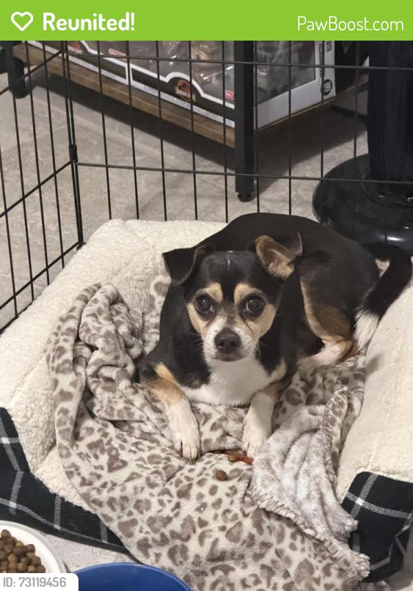 Reunited Male Dog last seen Arlington, TX 76006, USA, Arlington, TX 76006