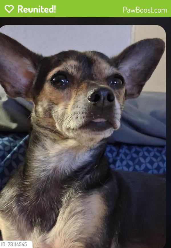 Reunited Female Dog last seen Lake Meade and Civic center, North Las Vegas, NV 89030