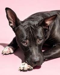 Shelter Stray Female Dog last seen Near BLOCK BAYVIEW, 2020 Forest St, Jacksonville, FL 32204, USA