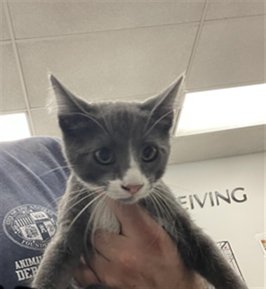Shelter Stray Male Cat last seen , 14409 Vanowen St, Van Nuys, CA 91405, USA