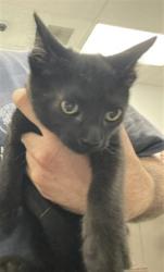 Shelter Stray Male Cat last seen , 14409 Vanowen St, Van Nuys, CA 91405, USA
