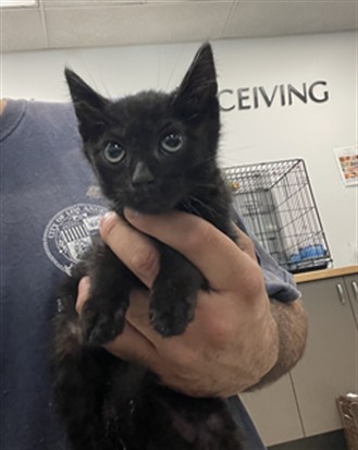 Shelter Stray Male Cat last seen , 14409 Vanowen St, Van Nuys, CA 91405, USA