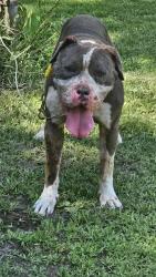 Found/Stray Male Dog last seen Chapel and Greydale, Detroit, MI 48223