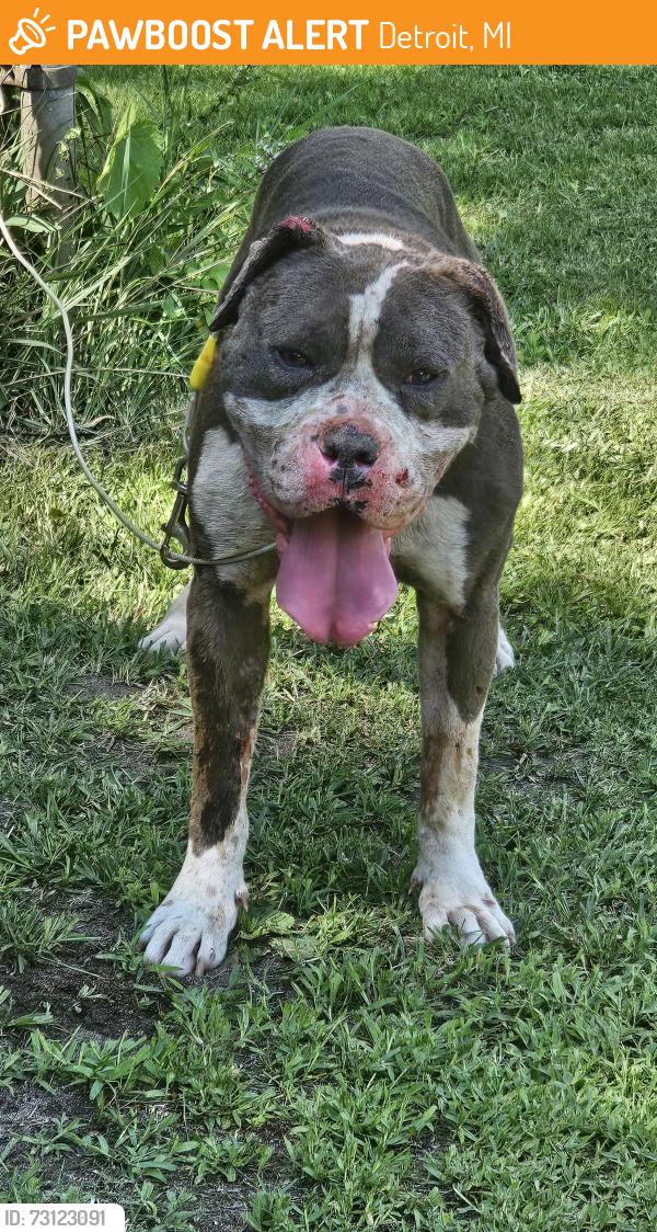 Found/Stray Male Dog last seen Chapel and Greydale, Detroit, MI 48223