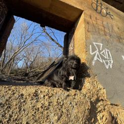 Lost Male Dog last seen Navarone ave, Richmond, VA 23234