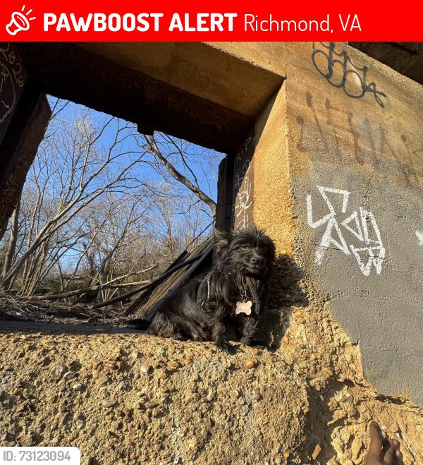 Lost Male Dog last seen Navarone ave, Richmond, VA 23234