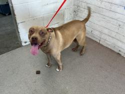 Shelter Stray Female Dog last seen KENDALL AND UNIVERSITY, 333 Chandler Pl, San Bernardino, CA 92408, USA