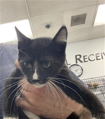 Shelter Stray Female Cat last seen , 14409 Vanowen St, Van Nuys, CA 91405, USA