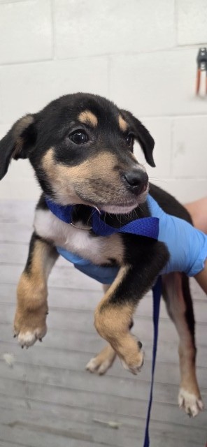 Shelter Stray Male Dog last seen HOME DEPOT ON HOSPITALITY, 333 Chandler Pl, San Bernardino, CA 92408, USA