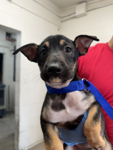 Shelter Stray Male Dog last seen HOME DEPOT ON HOSPITALITY, 333 Chandler Pl, San Bernardino, CA 92408, USA