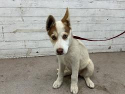Shelter Stray Female Dog last seen ROBERDS AVE, AND 33RD, 333 Chandler Pl, San Bernardino, CA 92408, USA