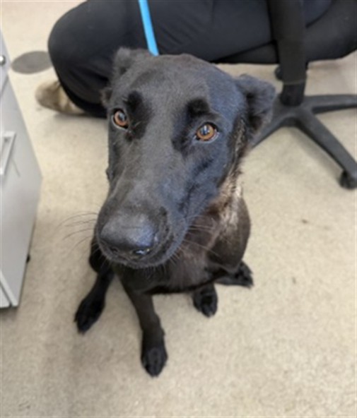 Shelter Stray Female Dog last seen N CAMPUS PKWY & KENDALL DR, 333 Chandler Pl, San Bernardino, CA 92408, USA