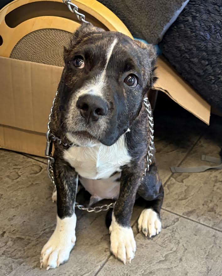 Shelter Stray Male Dog last seen , 11361 W Pico Blvd, Los Angeles, CA 90064, USA
