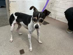 Shelter Stray Male Dog last seen N G ST X W 55TH ST, 333 Chandler Pl, San Bernardino, CA 92408, USA