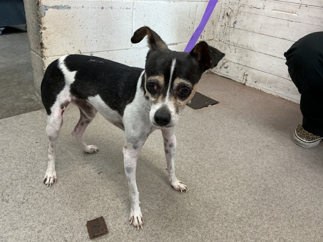 Shelter Stray Male Dog last seen N G ST X W 55TH ST, 333 Chandler Pl, San Bernardino, CA 92408, USA