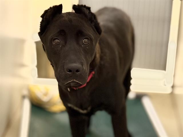 Shelter Stray Male Dog last seen Near BLOCK N 22ND ST, 3839 W Burnham St, West Milwaukee, WI 53215, USA