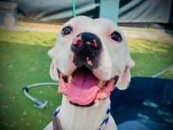 Shelter Stray Male Dog last seen , 2769 Conroy Rd, Orlando, FL 32839, USA