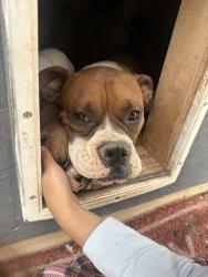 Reunited Male Dog last seen Calle de ayer/ el tiro rd, Marana, AZ 85653