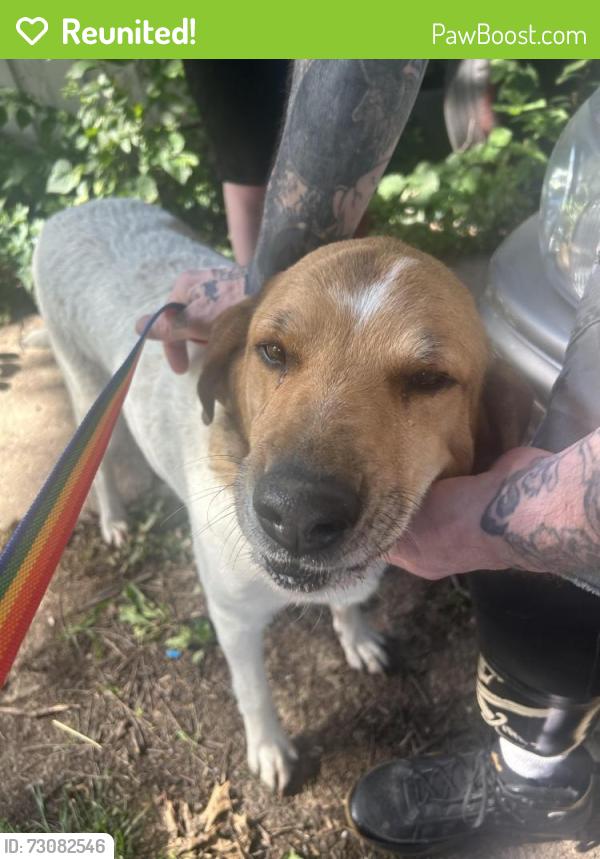 Reunited Female Dog last seen 23rd and Sterling, Independence, MO 64056
