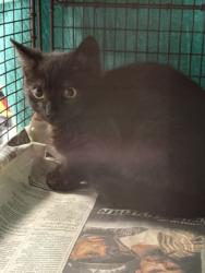 Shelter Stray Female Cat last seen , West Valley Animal Shelter, 20655 Plummer St, Chatsworth, CA 91311, USA