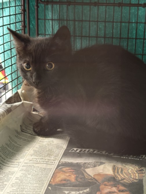 Shelter Stray Female Cat last seen , West Valley Animal Shelter, 20655 Plummer St, Chatsworth, CA 91311, USA