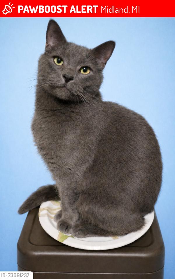Lost Male Cat last seen Swede and Carolina St., Midland, MI 48642