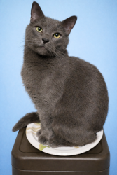 Lost Male Cat last seen Swede and Carolina St., Midland, MI 48642