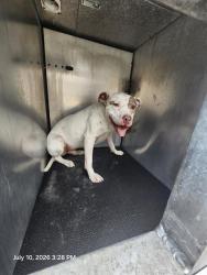 Shelter Stray Male Dog last seen Near BLOCK CASTROVILLE RD, 4710 TX-151, San Antonio, TX 78227, USA