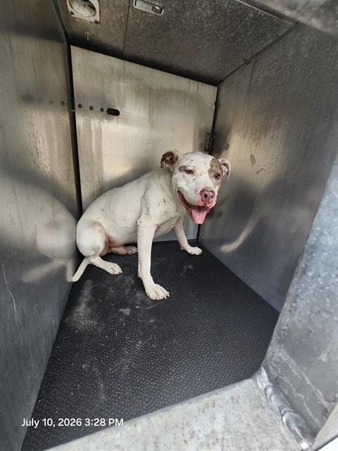 Shelter Stray Male Dog last seen Near BLOCK CASTROVILLE RD, 4710 TX-151, San Antonio, TX 78227, USA