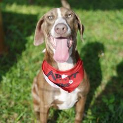 Shelter Stray Female Dog last seen Near BLOCK COVINGTON RD, 4710 TX-151, San Antonio, TX 78227, USA