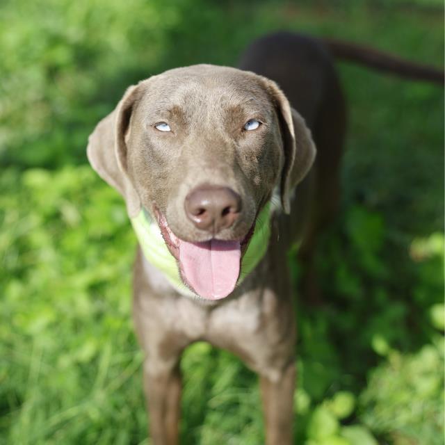 Shelter Stray Female Dog last seen Near BLOCK COVINGTON RD, 4710 TX-151, San Antonio, TX 78227, USA