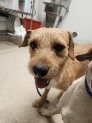 Shelter Stray Male Dog last seen Near BLOCK GOODMAN ST, BAKERSFIELD CA 93305, 3951 Fruitvale Ave, Bakersfield, CA 93308, USA