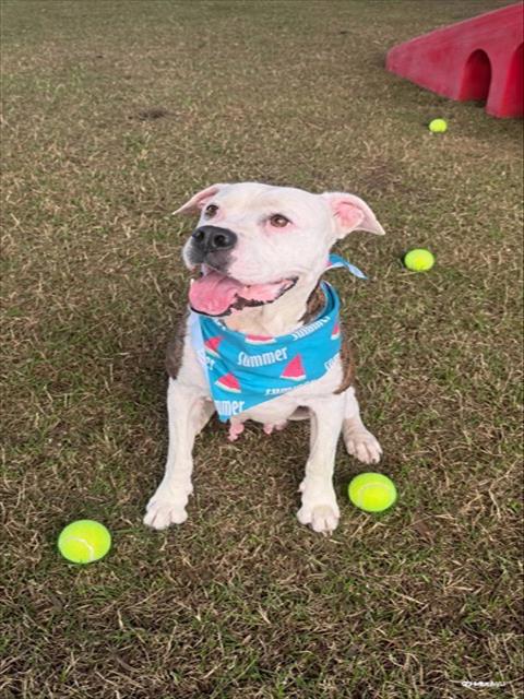 Shelter Stray Female Dog last seen Near BLOCK CAIRO LN, 3599 NW 79th Ave, Doral, FL 33122, USA