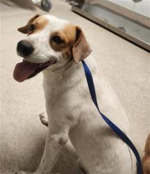 Shelter Stray Male Dog last seen Near BLOCK GOODMAN ST, BAKERSFIELD CA 93305, 3951 Fruitvale Ave, Bakersfield, CA 93308, USA