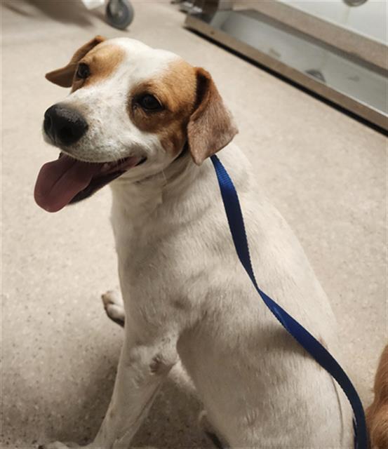 Shelter Stray Male Dog last seen Near BLOCK GOODMAN ST, BAKERSFIELD CA 93305, 3951 Fruitvale Ave, Bakersfield, CA 93308, USA