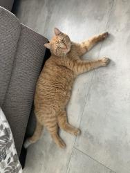 Reunited Male Cat last seen Near west 200 north bountiful, Bountiful, UT 84010