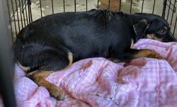 Shelter Stray Female Dog last seen Near BLOCK LE CONTE AVE, BAKERSFIELD CA 93306, 3951 Fruitvale Ave, Bakersfield, CA 93308, USA