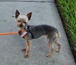 Lost Female Dog last seen Centennial St. Dade City, Dade City, FL 33525