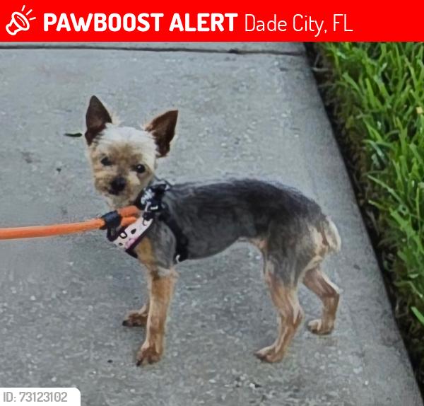 Lost Female Dog last seen Centennial St. Dade City, Dade City, FL 33525