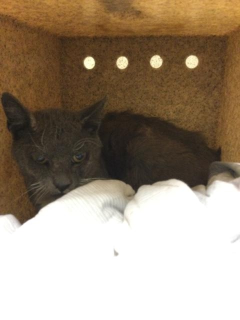 Shelter Stray Female Cat last seen Near BLOCK DR JURUPA VALLEY, CA, 6851 Van Buren Boulevard, Jurupa Valley, CA 92509, USA