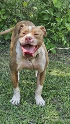 Found/Stray Male Dog last seen Chapel and Glendale, Detroit, MI 48223
