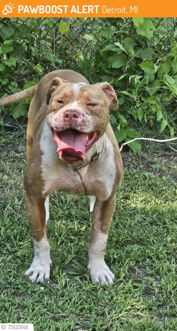 Found/Stray Male Dog last seen Chapel and Glendale, Detroit, MI 48223